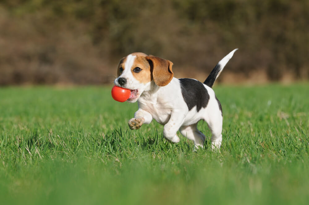 A curious Beagle sniffing the ground