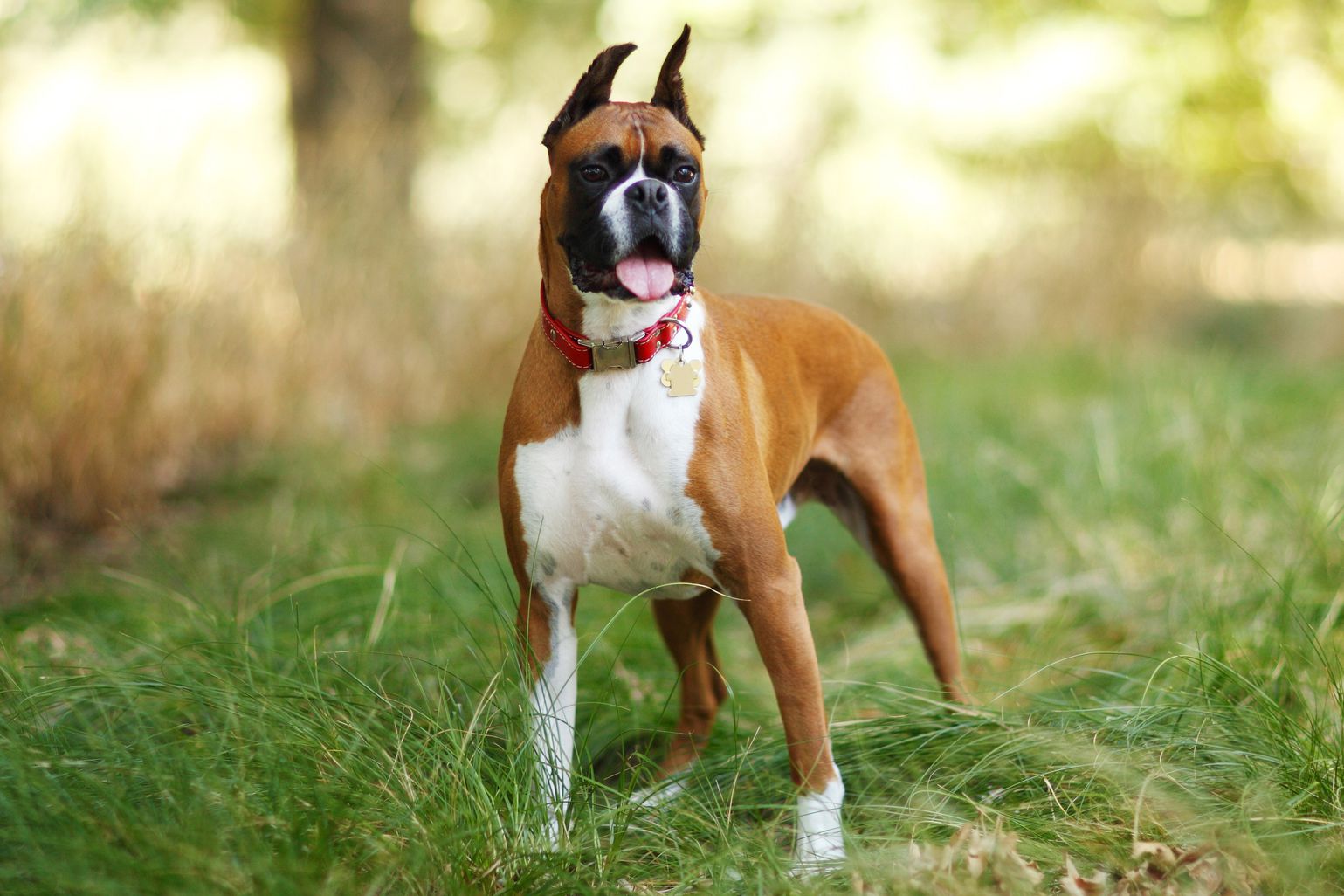 A focused Boxer dog in a field