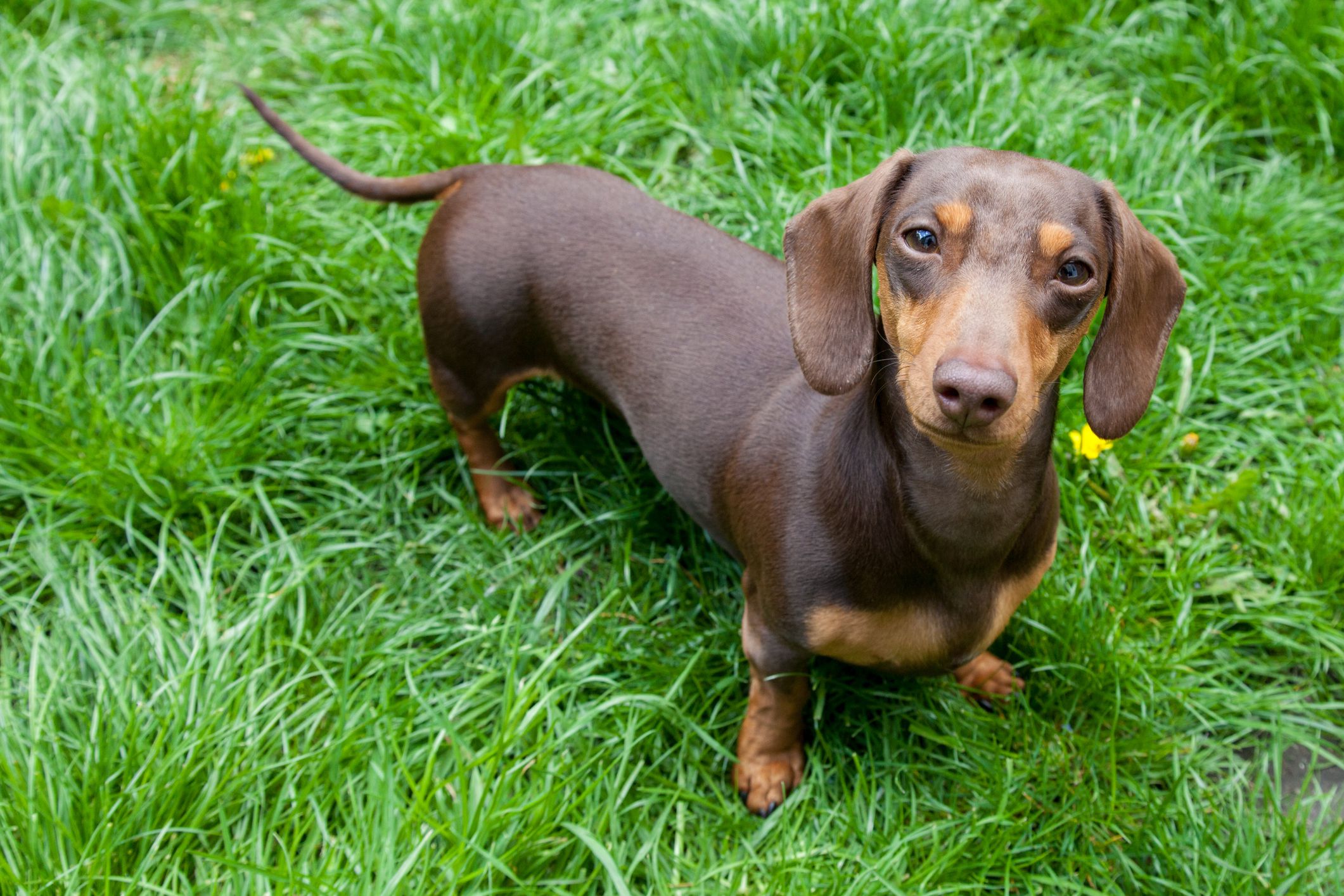 A smooth-haired Dachshund lying on a rug