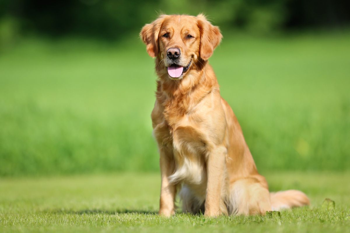 A happy Golden Retriever looking at the camera