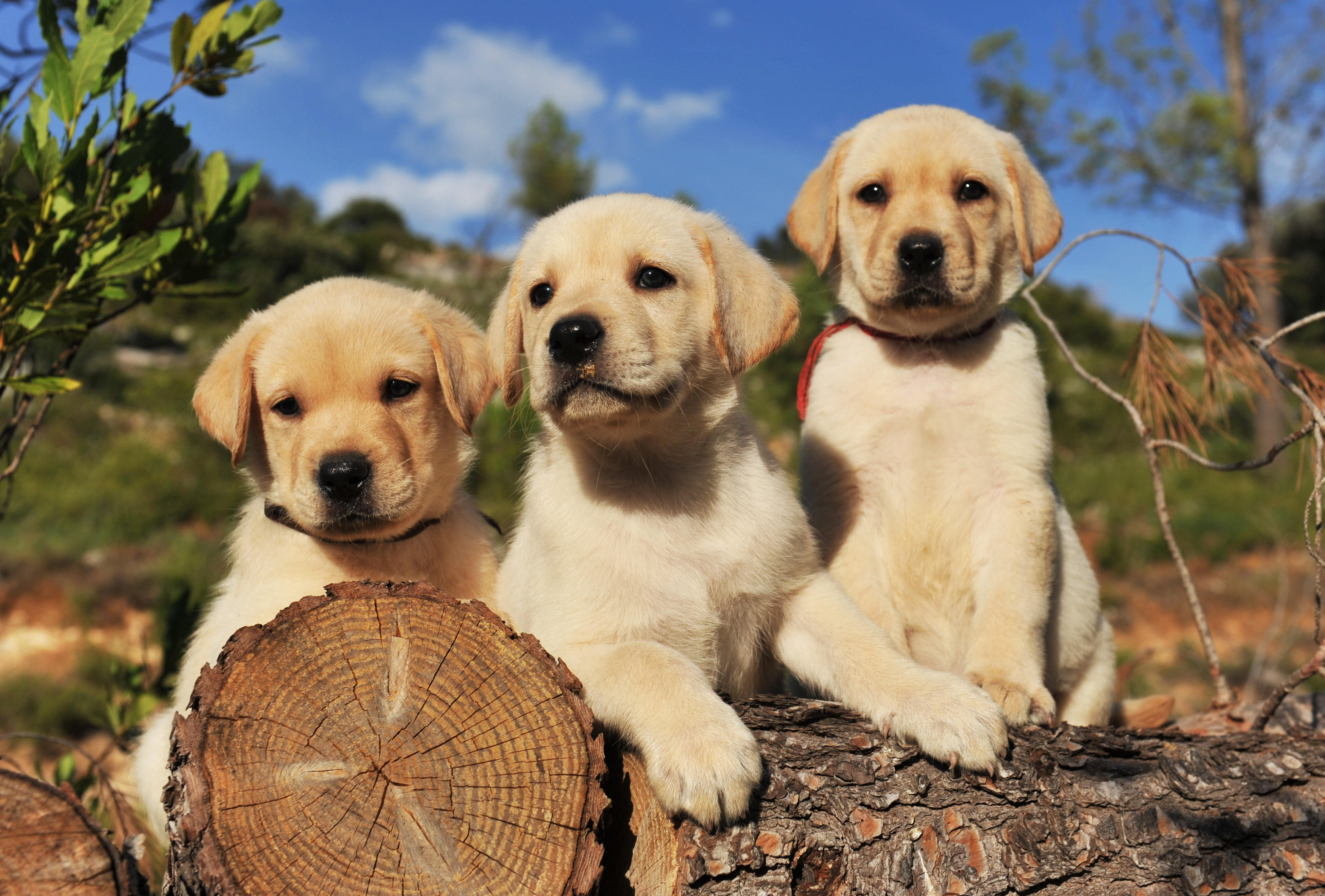 A cute black Labrador puppy playing outdoors