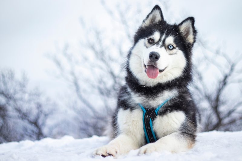 A Siberian Husky with striking blue eyes